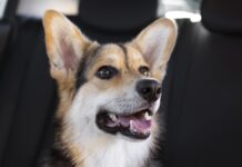 Autóba zárt kutya a kánikulában kutya az autóban